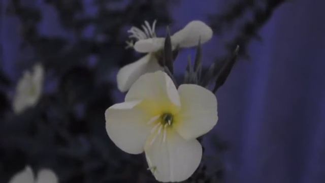 Цветы Энотера(Лунник) смотреть онлайн