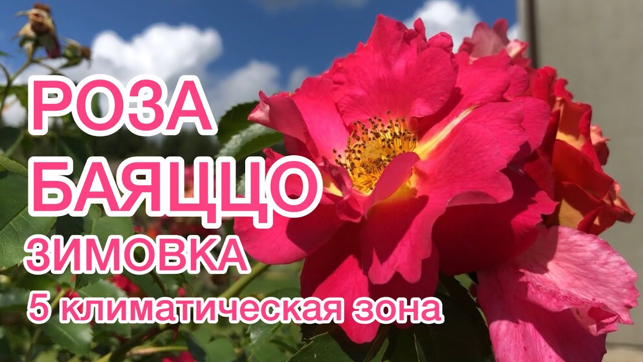 Плетистая роза БАЯЦЦО Зимовка, укрытие и удобрение 5-я климатическая зона rose Bajazzo(1) смотреть онлайн