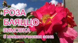 Плетистая роза БАЯЦЦО Зимовка, укрытие и удобрение 5-я климатическая зона rose Bajazzo(1)