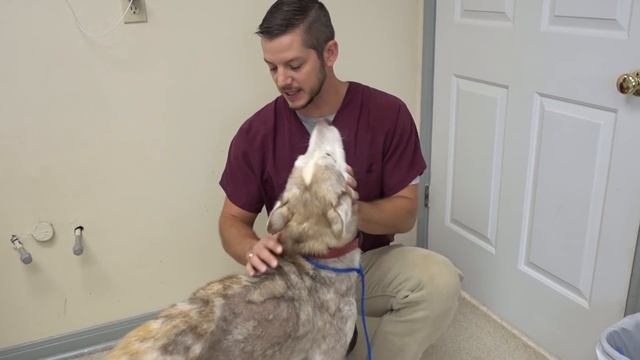 Husky, Ugly to Beautiful смотреть онлайн