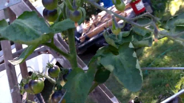 PlantProfile : Indigo Rose Tomato смотреть онлайн