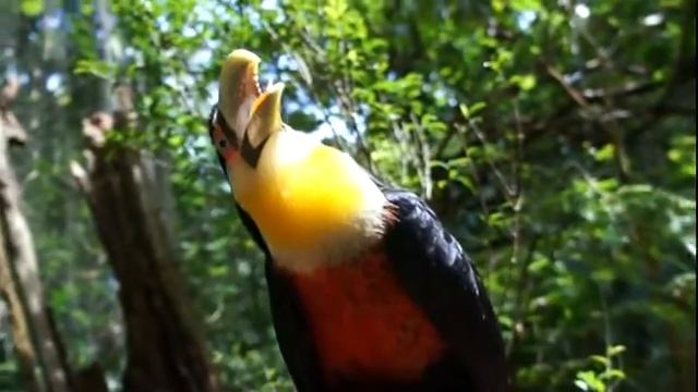 Бразилия (Игуасу Парк птиц) - Тукан похлопал клювом и ускакал смотреть онлайн