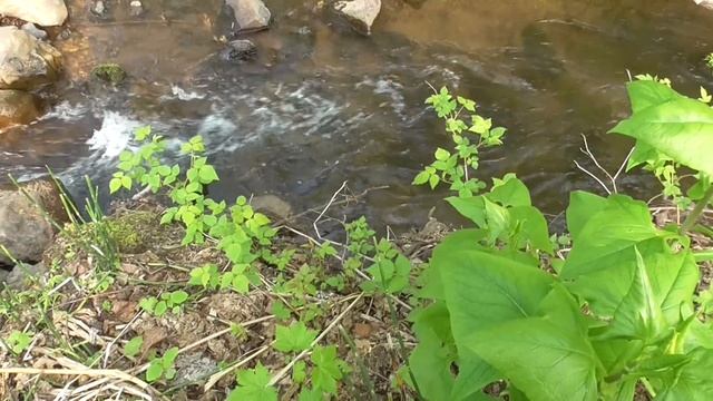 Форель. Рыбалка в горном ручье. Сахалин. Углегорск. смотреть онлайн