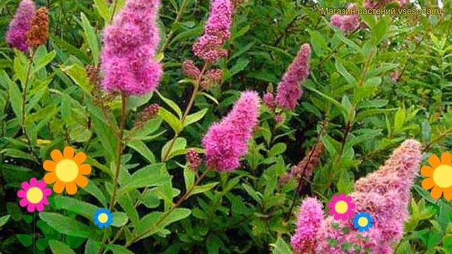 Спирея дугласа Дугласа. Краткий обзор, описание характеристик Spiraea Douglasii