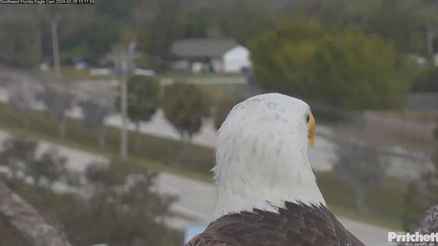 M15 after feeding his eaglet 👑 / 15:11 / 2024-02-29 / Southwest Florida Eagle Cam смотреть онлайн