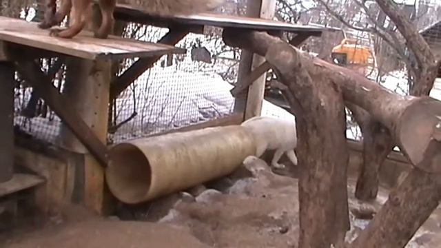 Домашняя лиса смотреть онлайн