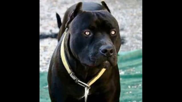 The Black Pitbulls смотреть онлайн