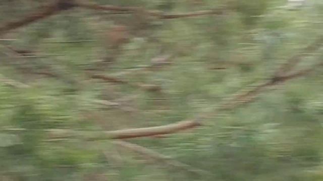 Встретили кабана в лесу смотреть онлайн