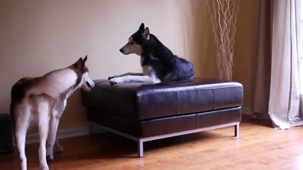 Разговор собак