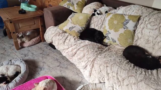 Rescue Cat Pafos: A Musical Video Montage смотреть онлайн