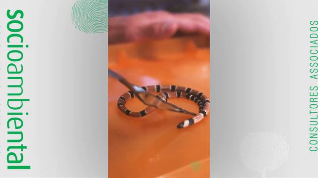 //Animais peçonhentos// Treinamento de SMS смотреть онлайн