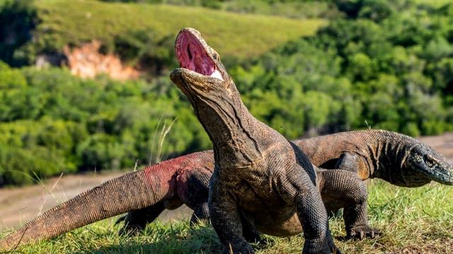 Cele mai periculoase reptile de pe planeta смотреть онлайн