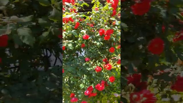 Роза Фламентанц смотреть онлайн