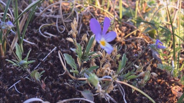 Duinviooltje (Viola tricolor subsp. curtisii syn. Viola tricolor subsp. maritima) - 2017-05-21 смотреть онлайн