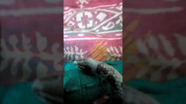 Toy fight between Python and T-Rex part 2 смотреть онлайн