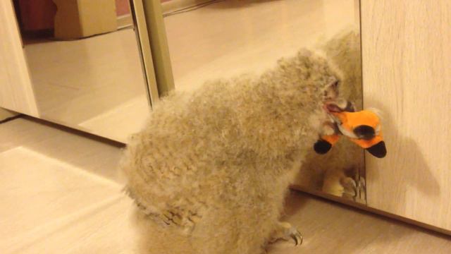 Филин Варя в детстве. смотреть онлайн