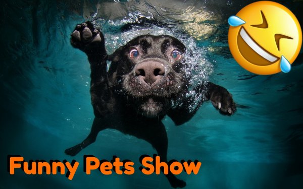 СОБАКА КАТИТСЯ С ХОЛМА И ДРУГИЕ Видео с забавными животными_Funny Pets Show
