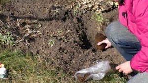 Как посадить спирею. Посадка саженцев спиреи. Спирея - кустарник для ленивых садоводов.