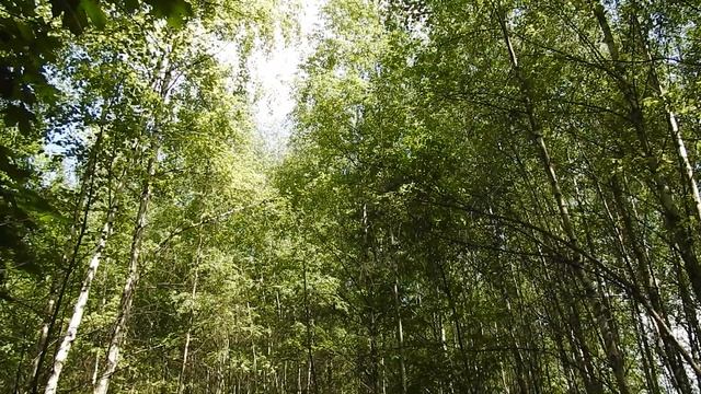 Звуки иволги смотреть онлайн