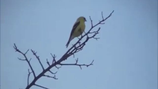 Goldfinch at the top of a tree смотреть онлайн