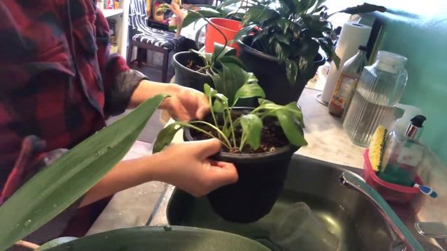 Peace Lily : I never know we have this name of the plant смотреть онлайн