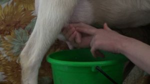 КАК ПОДОИТЬ КОЗУ// ДЛЯ ЧАЙНИКОВ И ПРОФИ//КАК ПРАВИЛЬНО ПОДОИТЬ КОЗУ//КОЗА//КОЗОВОДСТВО//