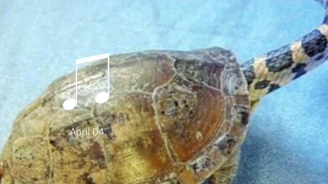 необычные животные 1 смотреть онлайн