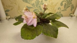 СЕЛЕКЦИЯ ФИАЛКИ "EMERALD LOVE". Вывожу новые сорта Эксперимент селекции фиалок в домашних условиях.