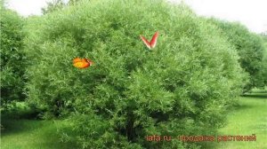 Ива козья Шаровидная ? козья ива Шаровидная обзор: как сажать, саженцы ивы Шаровидная