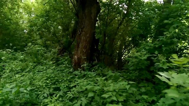 В лесу перед Непрядвой смотреть онлайн