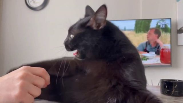 Не даёт гладить, кусака 😼 #кот #cat #video смотреть онлайн