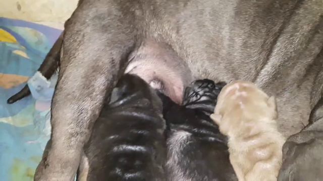 Щенки шарпея смотреть онлайн