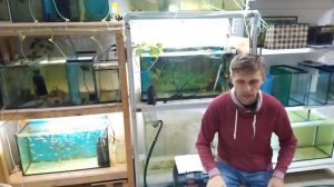 Как подготовить корягу для аквариума?