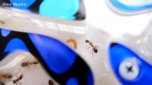 Новый Формикарий для Садовых Муравьев! Муравей без лапок! Не злые Африканские муравьи! alex boyko