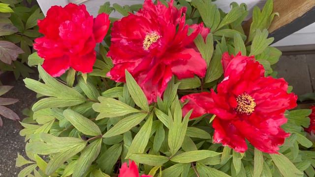 Shima nishiki woody peony - Part 2 - Spring 2022 смотреть онлайн