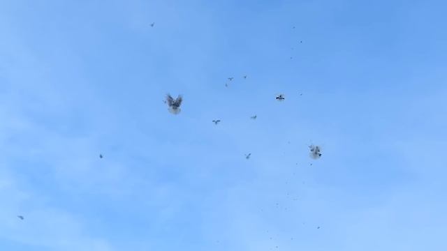 Каких же надо держать голубей?? смотреть онлайн