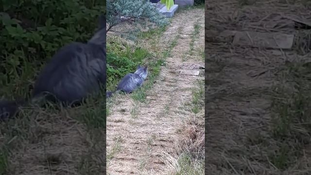 Мейн кун ловит мышь смотреть онлайн