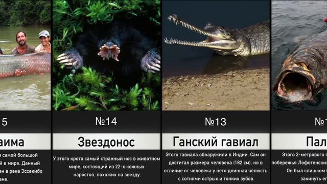Пугающие Существа, Встречающихся в Природе смотреть онлайн