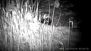 PARD NV-008S LRF 850 nm