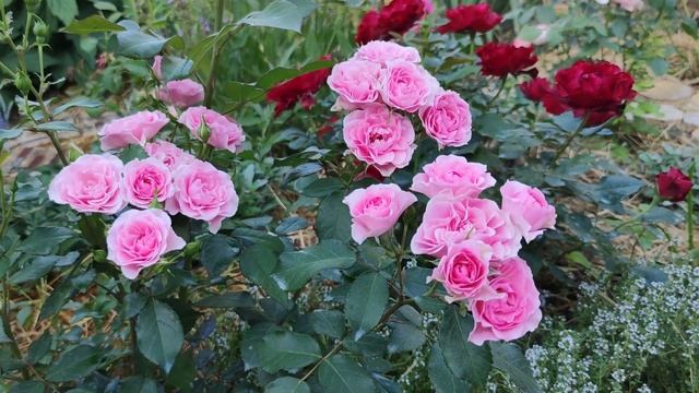 Флорибунда I am Grateful. Обзор сорта на второй год посадки. смотреть онлайн