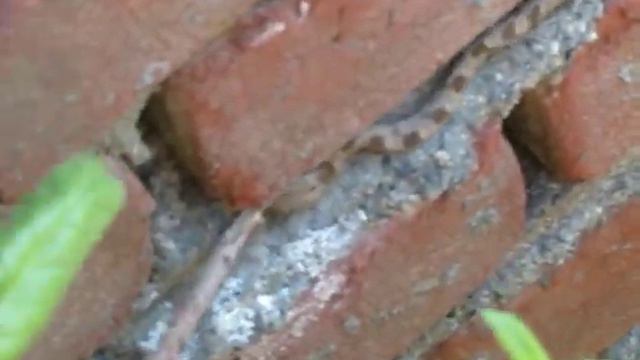 Диалоги о животных смотреть онлайн