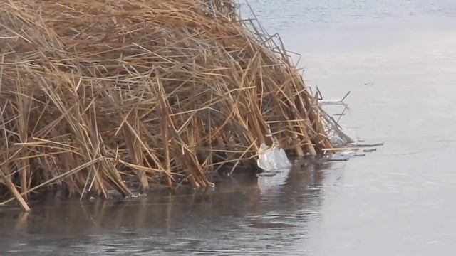 Впервые! Рыба ломает лед! /Fish breaks ice! смотреть онлайн