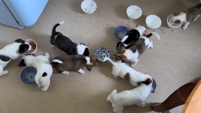 Щенкам 1 месяц: прикорм, игры, общение с людьми, сон