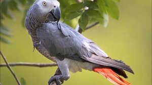 Птицы живого уголка. Развивающее видео со звуками птиц