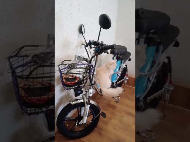 Отзыв покупателя на Электровелосипед Minako V8 ECO 500w смотреть онлайн