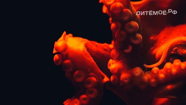 Осьминог. Энциклопедия для детей про животных. Море смотреть онлайн
