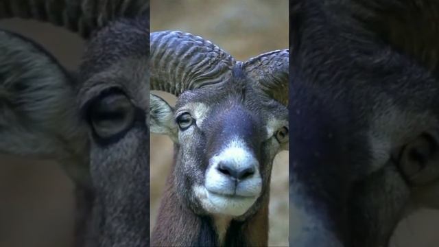 Какие мужчины подойдут женщинам-Девам? | Тик Ток | Гороскоп | Астрология смотреть онлайн