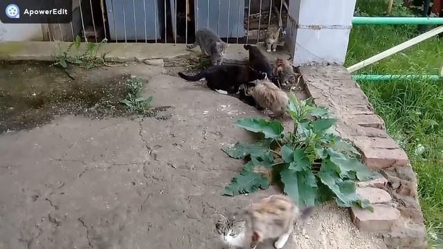 КУПИЛИ ДОМ В ДЕРЕВНЕ/СДЕЛАЛИ РАКОВИНУ СВОИМИ РУКАМИ/ПОКАЗЫВАЮ САРАЙ/ПРОСТАЯ ЖИЗНЬ И СЕМЬЯ смотреть онлайн