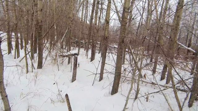 Вытропил беляка в лесу | Охота на зайца в Сибири смотреть онлайн