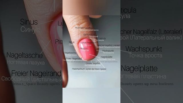 Строение ногтя || Nagelstruktur смотреть онлайн